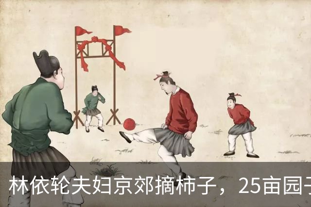 林依轮夫妇京郊摘柿子，25亩园子80多棵柿子树，喜获大丰收